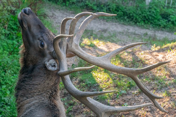 Fototapeta premium Close-up of the head and antlers of a deer. Portrait of a deer with beautiful big horns