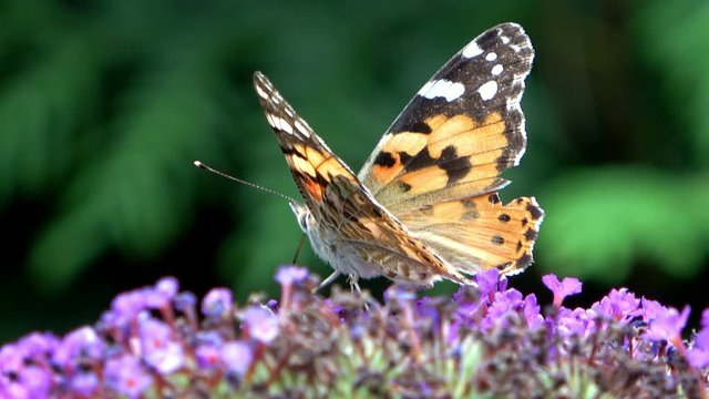 Monarch butterfly (Danaus plexippus) crawling over a flower of the butterfly bush (Buddleja davidii)