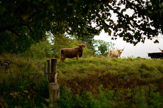 highland cows in Scotland 