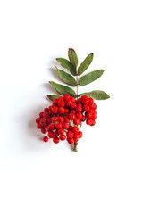 isolated one brush a bunch of red rowan berries and leaves on a white background