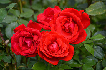 many red roses in a garden