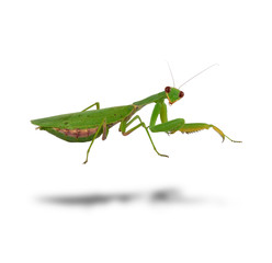 green mantis is standing and looking at the camera on a white background