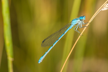 Libelle 5