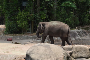 Fototapeta premium elephant walking in the zoo