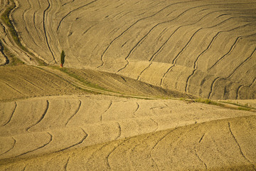 contrast of tuscany countryside