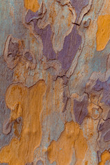 Tree colorful texture background