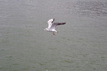 Mouette au-dessus de la Baltique