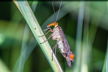 Skorpionsfliege 2