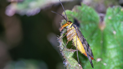 Skorpionsfliege 1