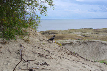 Oiseau sur la dune