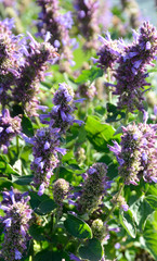 Agastache
