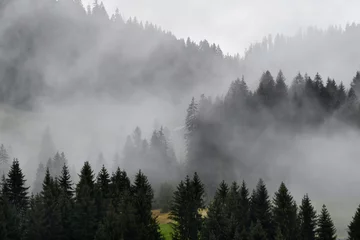 Crédence de cuisine en verre imprimé Forêt dans le brouillard nebel im kleinwalsertal