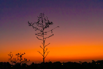 Silhouettes of plants against the background of a colorful sunset sky. Israel