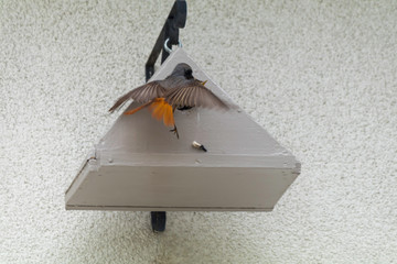 Oiseaux rouge-queue a front blanc donnent la becté a ces petits © Daniel Illam