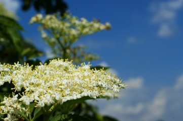 Wild field plants and bushes against sky