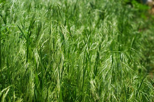 Wild Green grass texture as background image