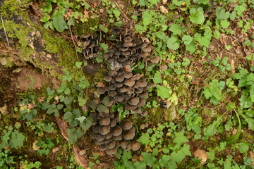 funghi