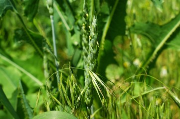 Fototapeta na wymiar Wild Green grass texture as background image