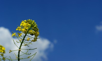Wild field plants and bushes against sky