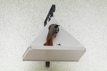 Oiseaux rouge-queue a front blanc donnent la becté a ces petits © Daniel Illam