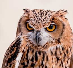 piercing eyes and colorful plumage of a beautiful owl