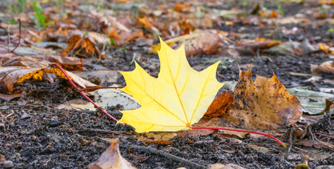 Yellow leaf alone at the ground. Isolated leaf.