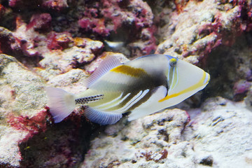 Fototapeta na wymiar Close up of a swimming tropical marine fish
