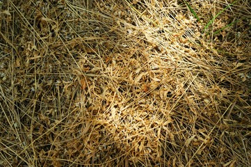 Nice autumn wild dry grass with butterflies