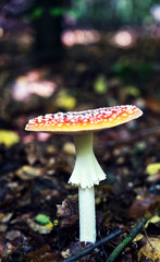  Red toadstool in the forest.