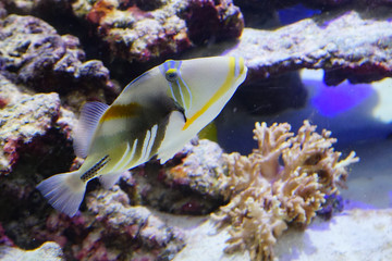 Fototapeta na wymiar Close up of a swimming tropical marine fish 