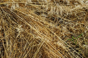 Nice autumn wild dry grass with butterflies