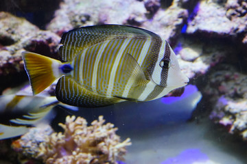 Close up of a swimming tropical marine fish