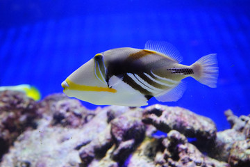 Close up of a swimming tropical marine fish