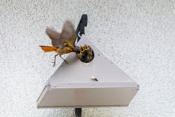 Oiseaux rouge-queue a front blanc donnent la becté a ces petits © Daniel Illam