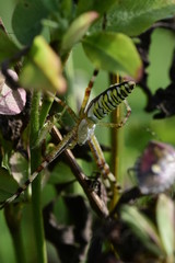 Spyder