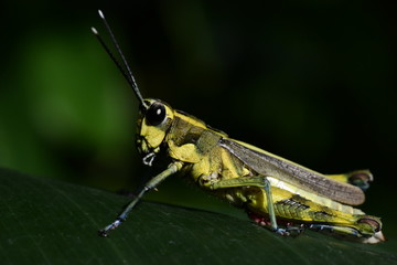 grasshopper on a leaf