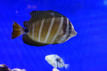 Close up of a Sailfin Tang tropical marine fish： Exotic tropical fish Yellow fin surgeonfish Acanthurus xanthopterus 