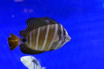 Close up of a Sailfin Tang tropical marine fish： Exotic tropical fish Yellow fin surgeonfish Acanthurus xanthopterus 