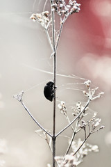 Black beetle  creeps on stem of plant in spring in garden. Isolated on grey background, selective focus, portrait capture