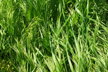 Fototapeta na wymiar Wild Green grass texture as background image