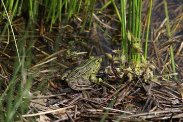 salamandre