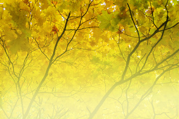 Autumn background from maple leaves.