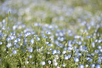 Blue flowers on green background