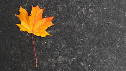 Autumn maple leaf on wet pavement. Copy space.