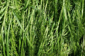 Wild Green grass texture as background image