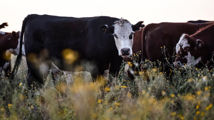 Argentine meat production,cows fed on natural grass.