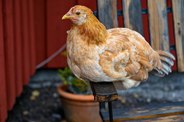 Chicken hen sitting on a garden chair