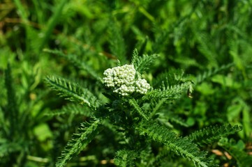 Wild plants in rice fields with flowers