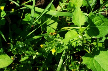 Wild plants in rice fields with flowers