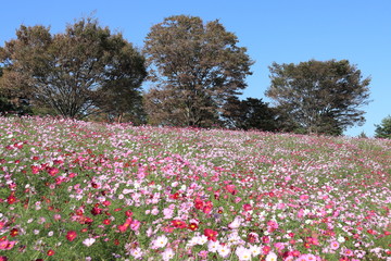 青空とコスモス